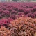 红花继木球p150红花继木球150红花继木150