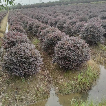 红花继木球p150红花继木球150红花继木150