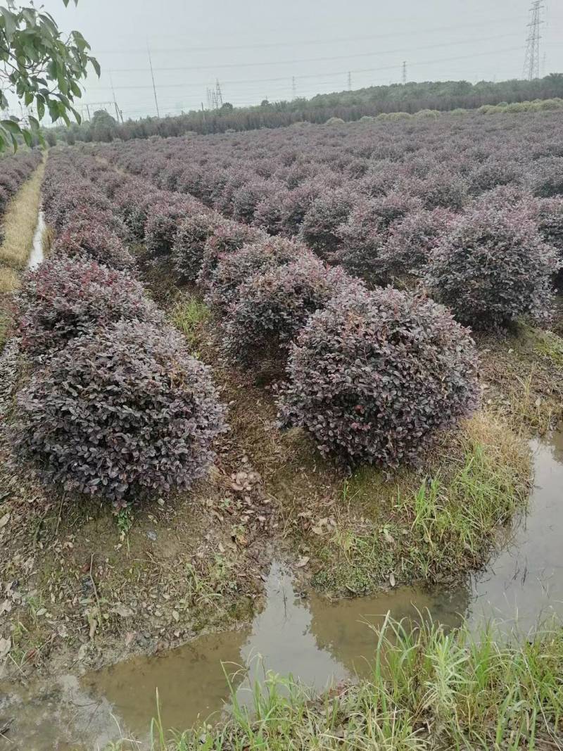 红花继木球p150红花继木球150红花继木150