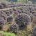 红花继木球p150红花继木球150红花继木150