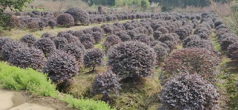 红花继木球p150红花继木球150红花继木150