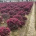 红花继木球p150红花继木球150红花继木150
