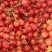 夕阳红本地樱桃樱桃大量上市上市中，需要的客商可以联系