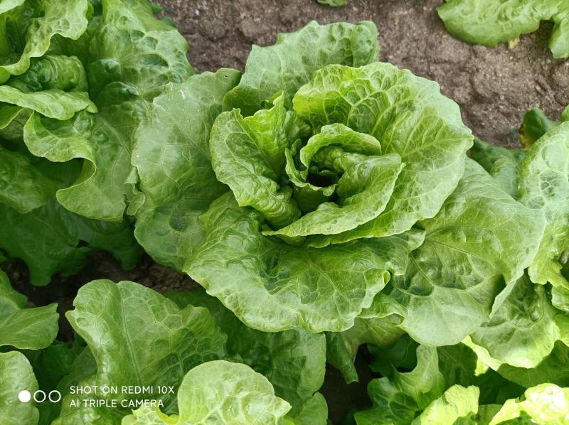 [推荐]河南南阳生菜基地常年供应中量大从优需要的电联