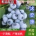 大量供应山东大棚和路地蓝莓，现采现发，欢迎联系