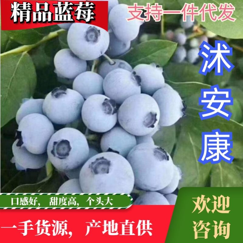 大量供应山东大棚和路地蓝莓，现采现发，欢迎联系