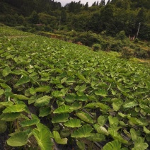 大量销售槟榔芋头，种植面积上千亩欢迎需要的老板可以预定，