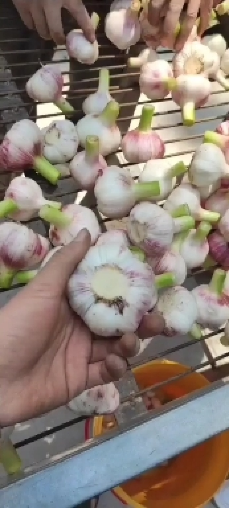 河南鲜蒜，产地直发，质量保证，货源充足，收购地点大