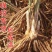 5年大根芦笋苗50个根以上
