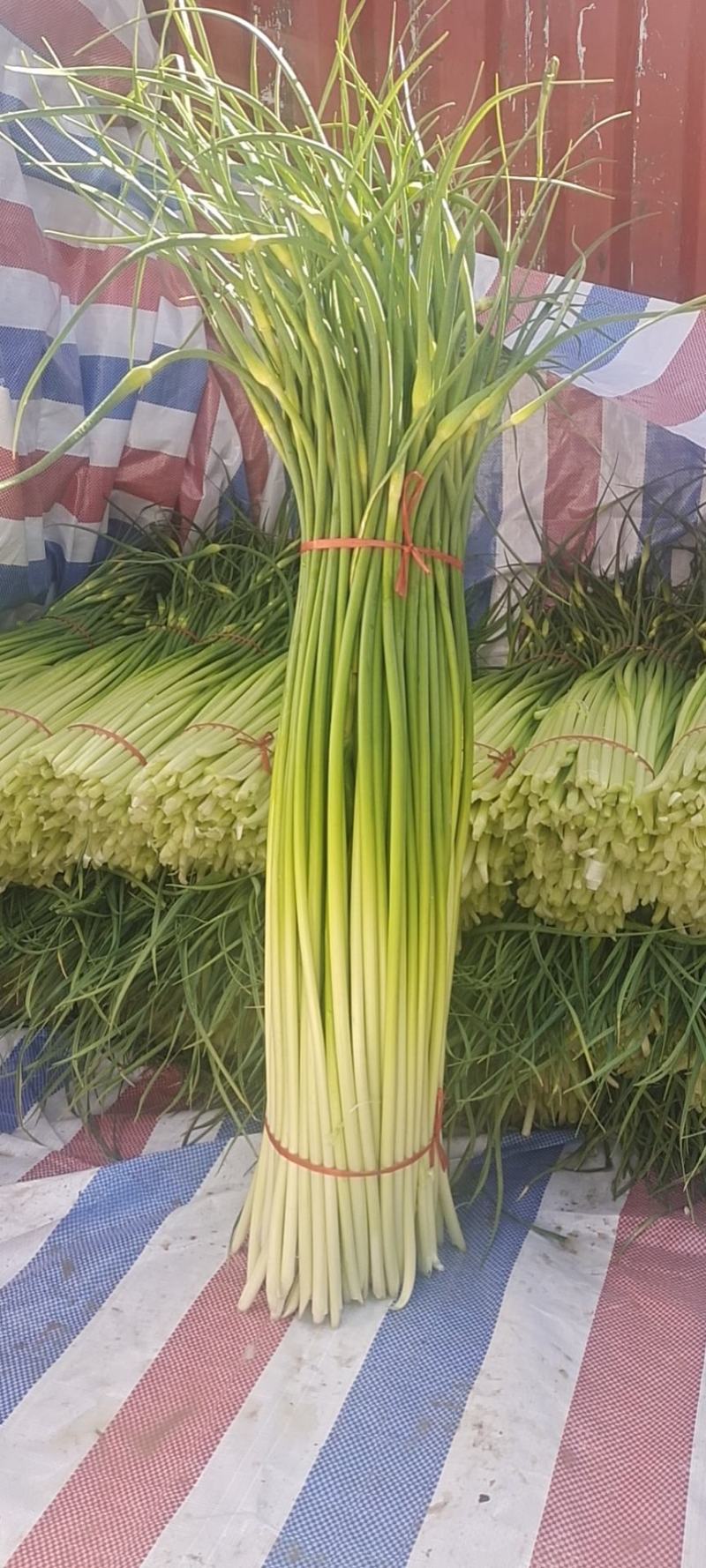 早熟蒜苔白帽支持视频看货《产地直发质量保证代发中国各地》