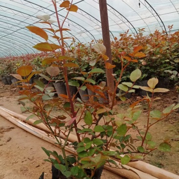 大花月季，月季花苗，月季花小苗