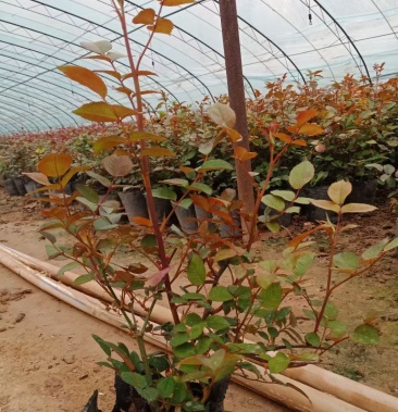 [批发]大花月季,月季花苗,月季花小苗价格4.00元/棵 一亩田