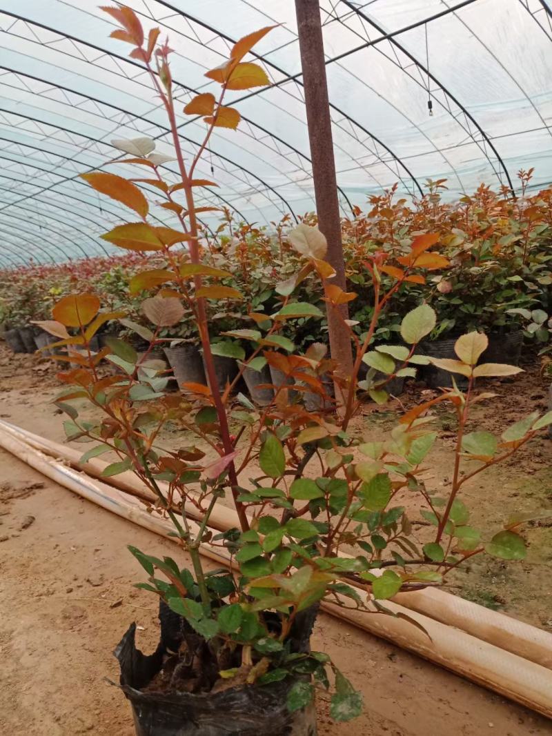 大花月季，月季花苗，月季花小苗