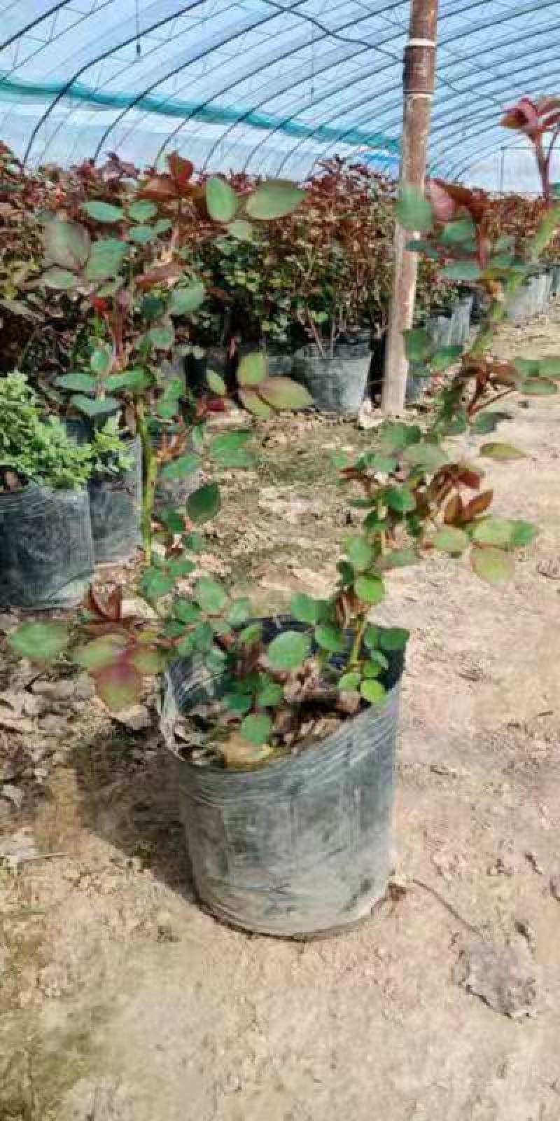 大花月季，月季花苗，月季花小苗