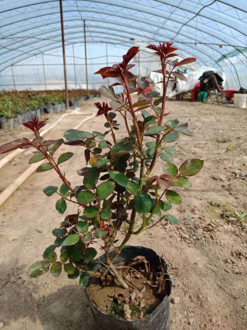 大花月季，月季花苗，月季花小苗