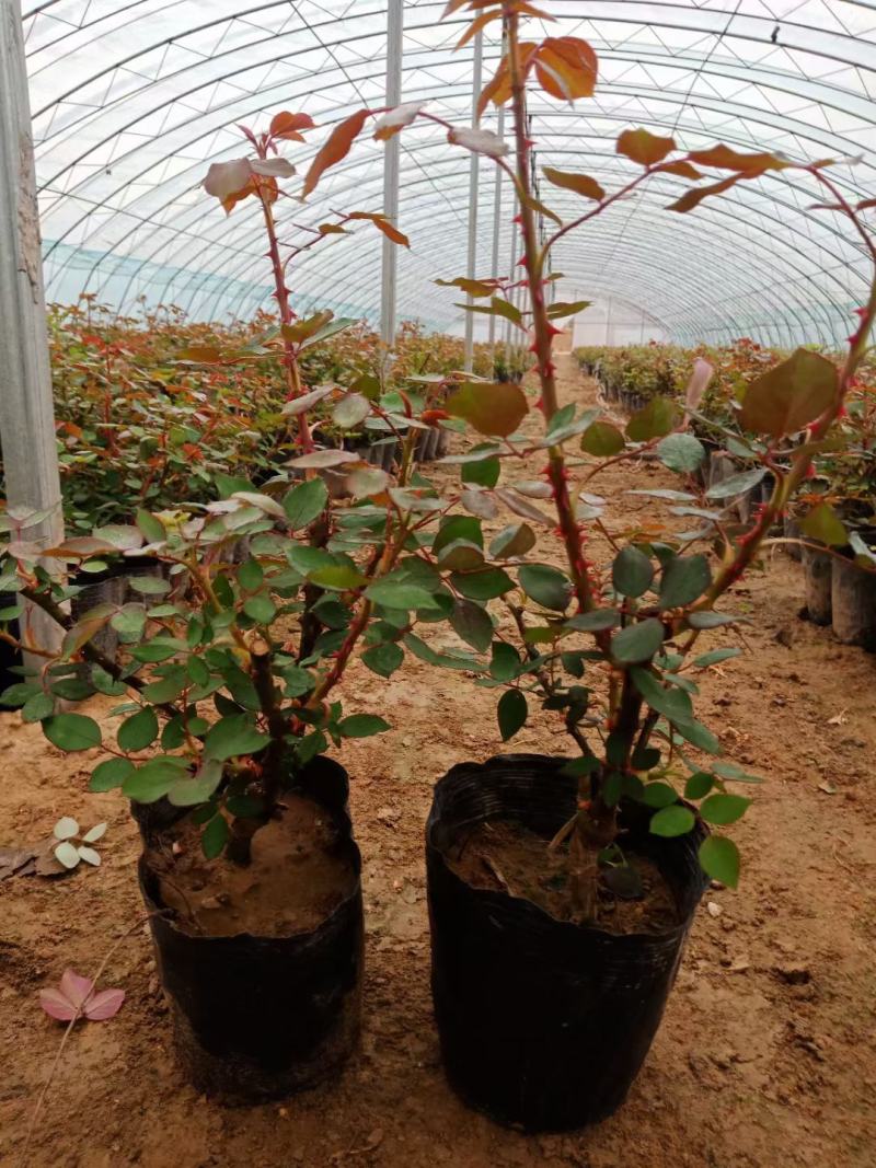 大花月季，月季花苗，月季花小苗