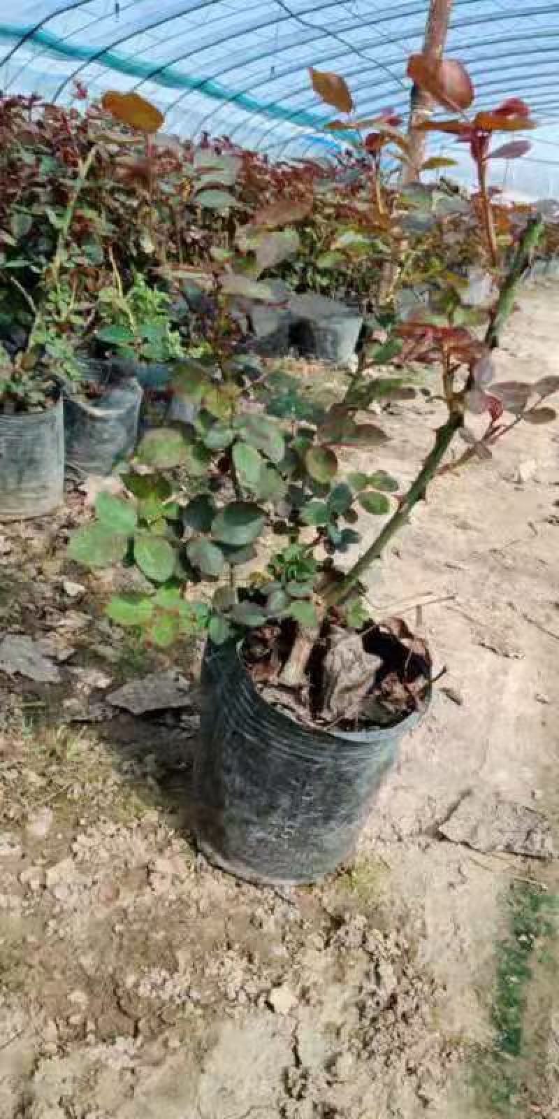 大花月季，月季花苗，月季花小苗