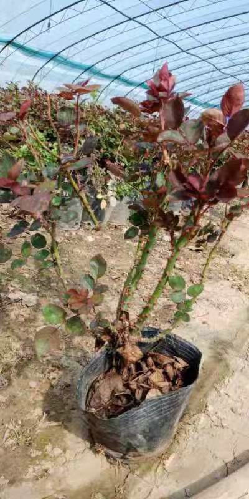 大花月季，月季花苗，月季花小苗