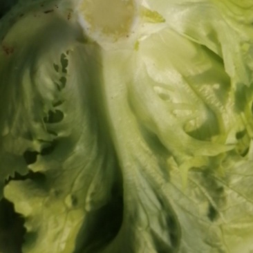 专业种生菜，货品有保障，有诚意的老板请来电