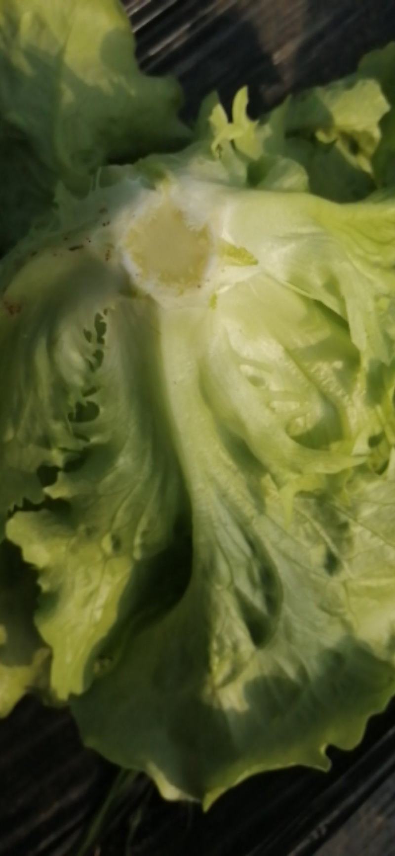 专业种生菜，货品有保障，有诚意的老板请来电