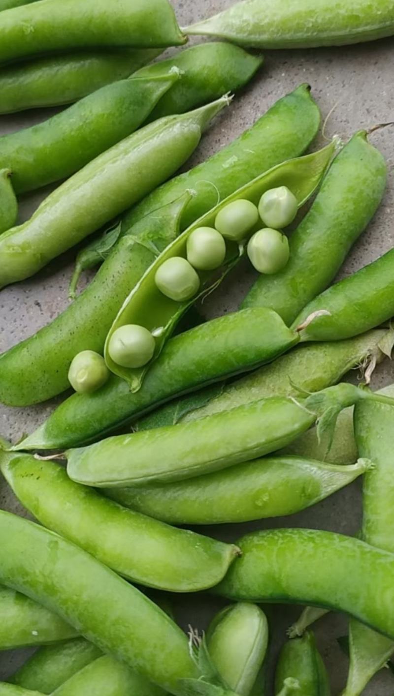 青豌豆、壳豌豆、甜豆颗粒饱满稳定供货量大从优