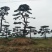 景观松基地，大型古松，大规格松树，正在销售中