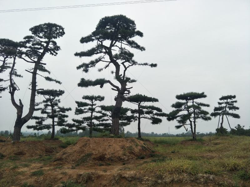 景观松基地，大型古松，大规格松树，正在销售中