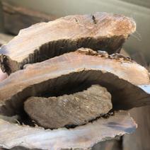 安哥拉卡兵达树皮，厚度好，纯度高，树皮，长期有货