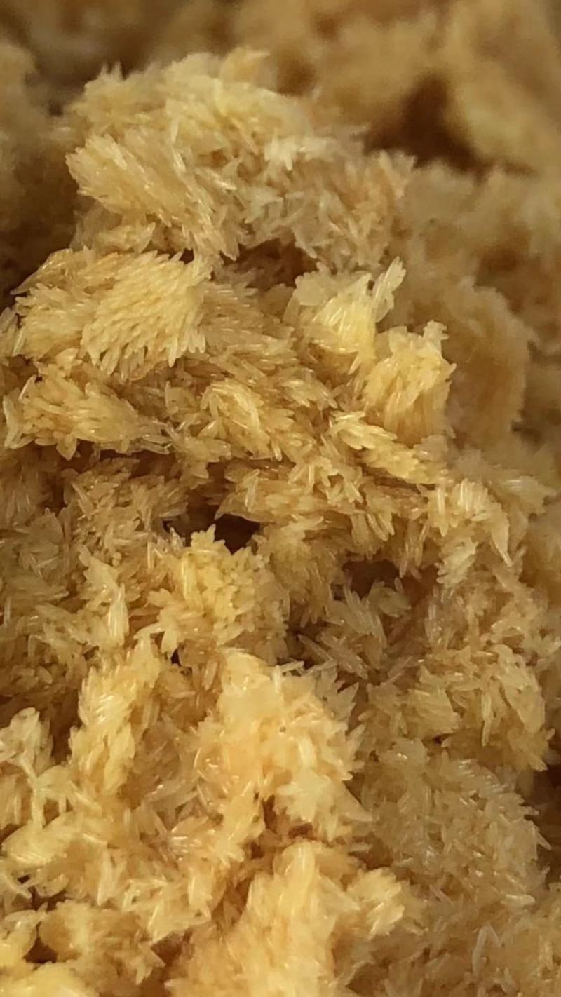 黑水虻水产鸡鸭鱼虾螃蟹蛙类昆虫高蛋白饲料