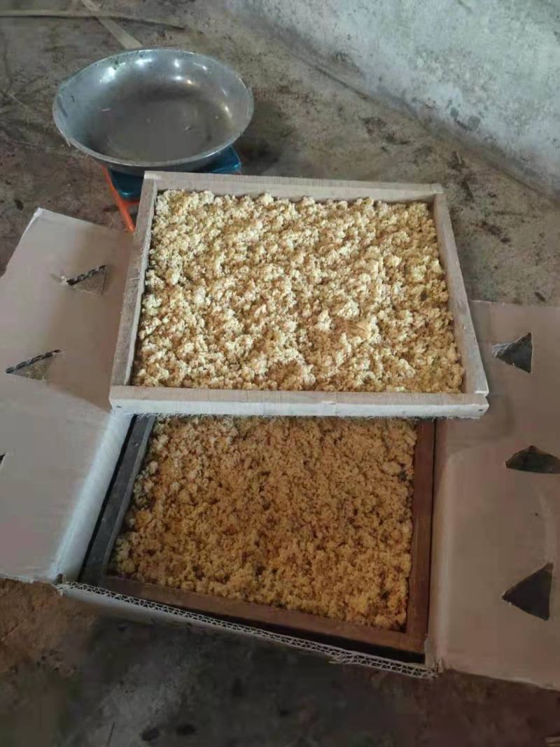 黑水虻水产鸡鸭鱼虾螃蟹蛙类昆虫高蛋白饲料