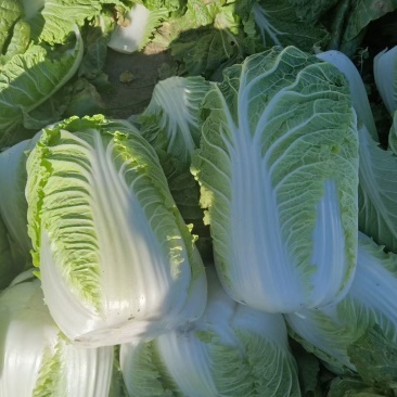 黄心大白菜大量上市中