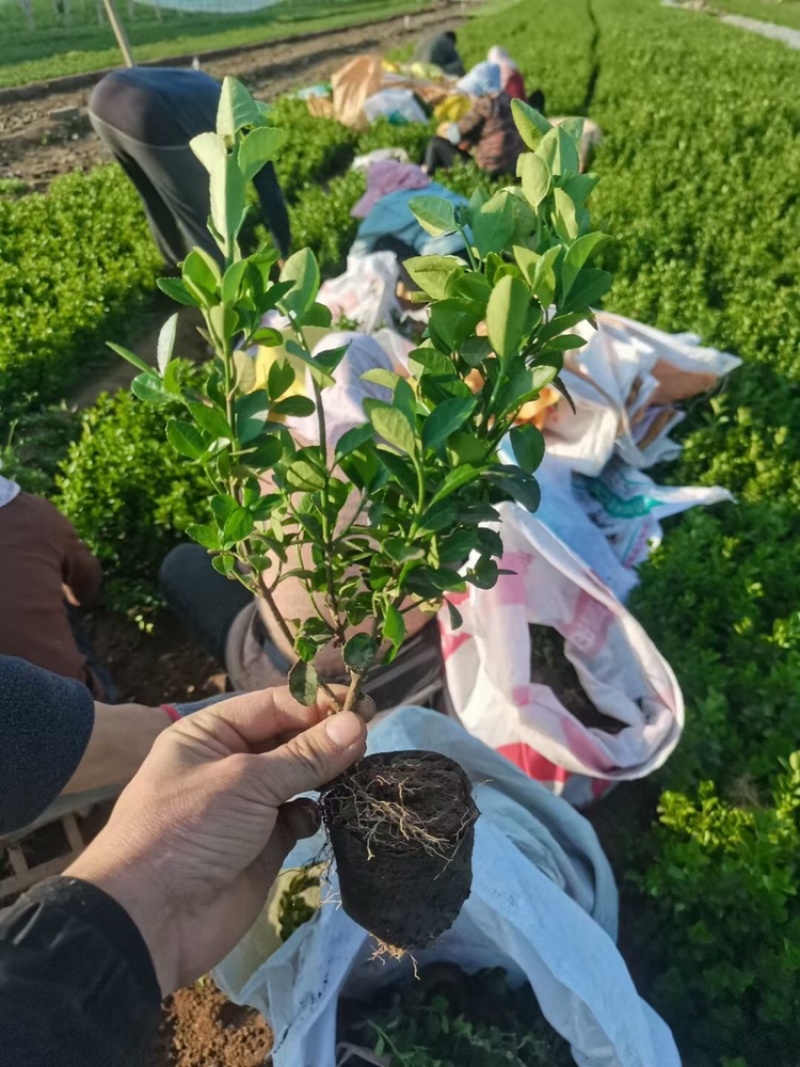 卫茅苗，胶东卫矛，营养钵苗，多分枝，基地直供