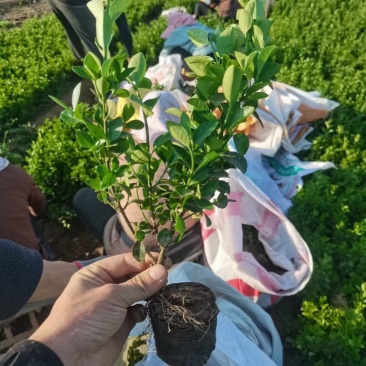 卫茅苗,胶东卫矛,营养钵苗,多分枝,基地直供