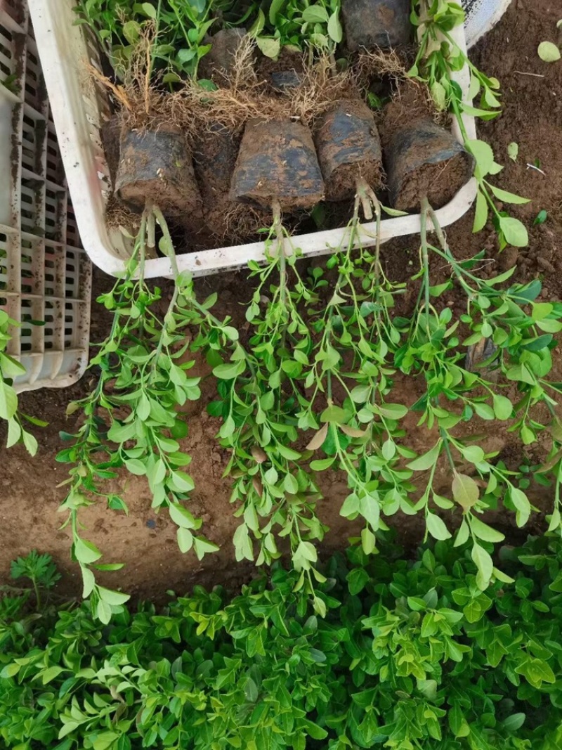 卫茅苗，胶东卫矛，营养钵苗，多分枝，基地直供