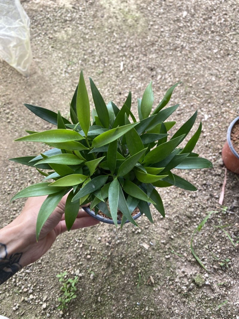 竹柏驱蚊竹兴旺竹