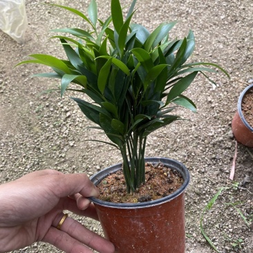 竹柏驱蚊竹兴旺竹