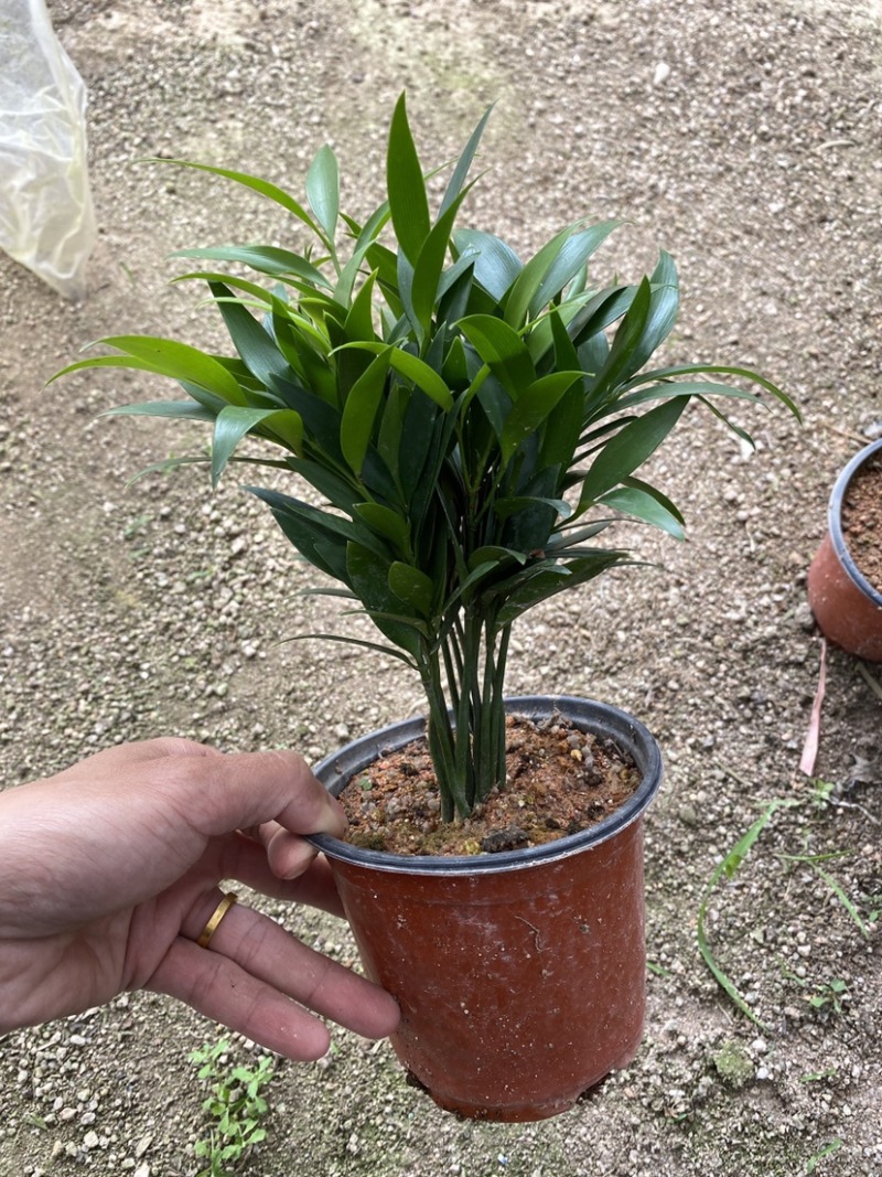 竹柏驱蚊竹兴旺竹