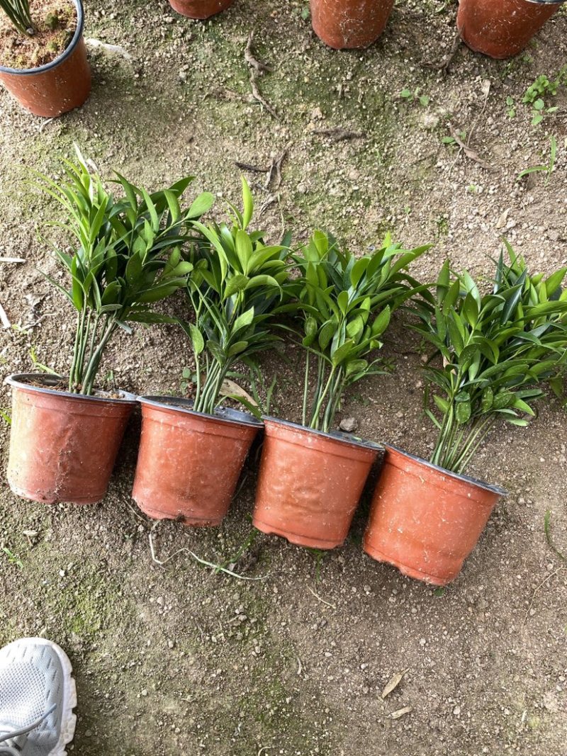 竹柏驱蚊竹兴旺竹