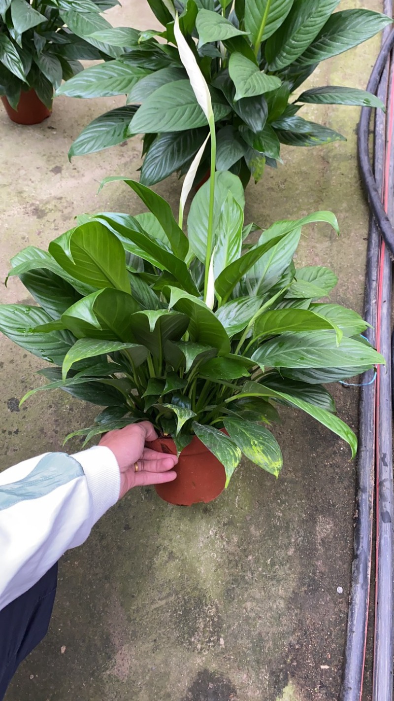 白掌一帆风顺