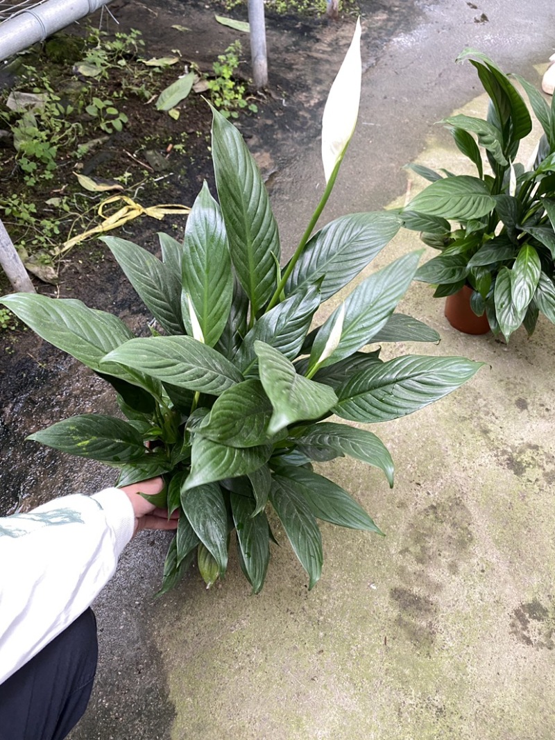 白掌一帆风顺
