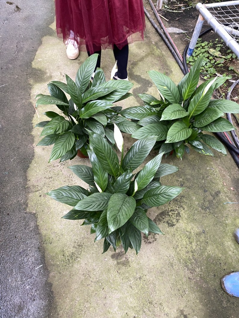 白掌一帆风顺