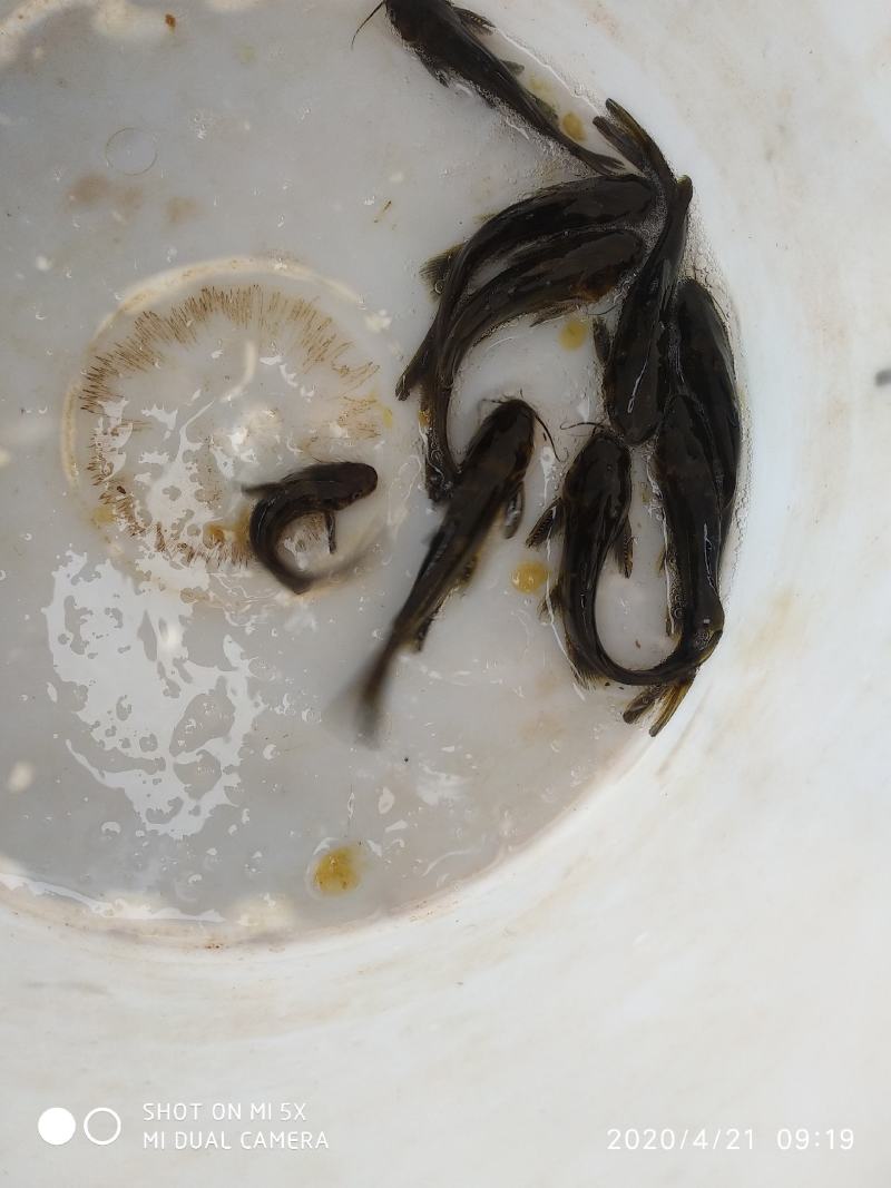 精品黄骨鱼鱼苗黄颡鱼苗黄辣丁昂刺鱼苗成活率高长势快