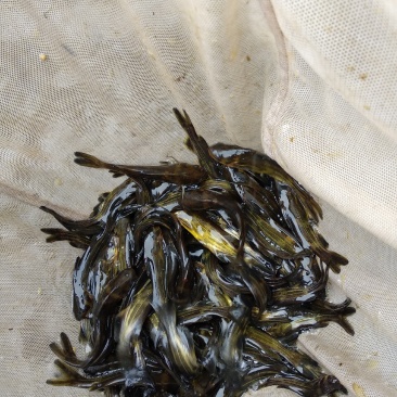 精品黄骨鱼鱼苗黄颡鱼苗黄辣丁昂刺鱼苗成活率高长势快