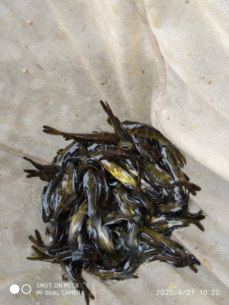 精品黄骨鱼鱼苗黄颡鱼苗黄辣丁昂刺鱼苗成活率高长势快