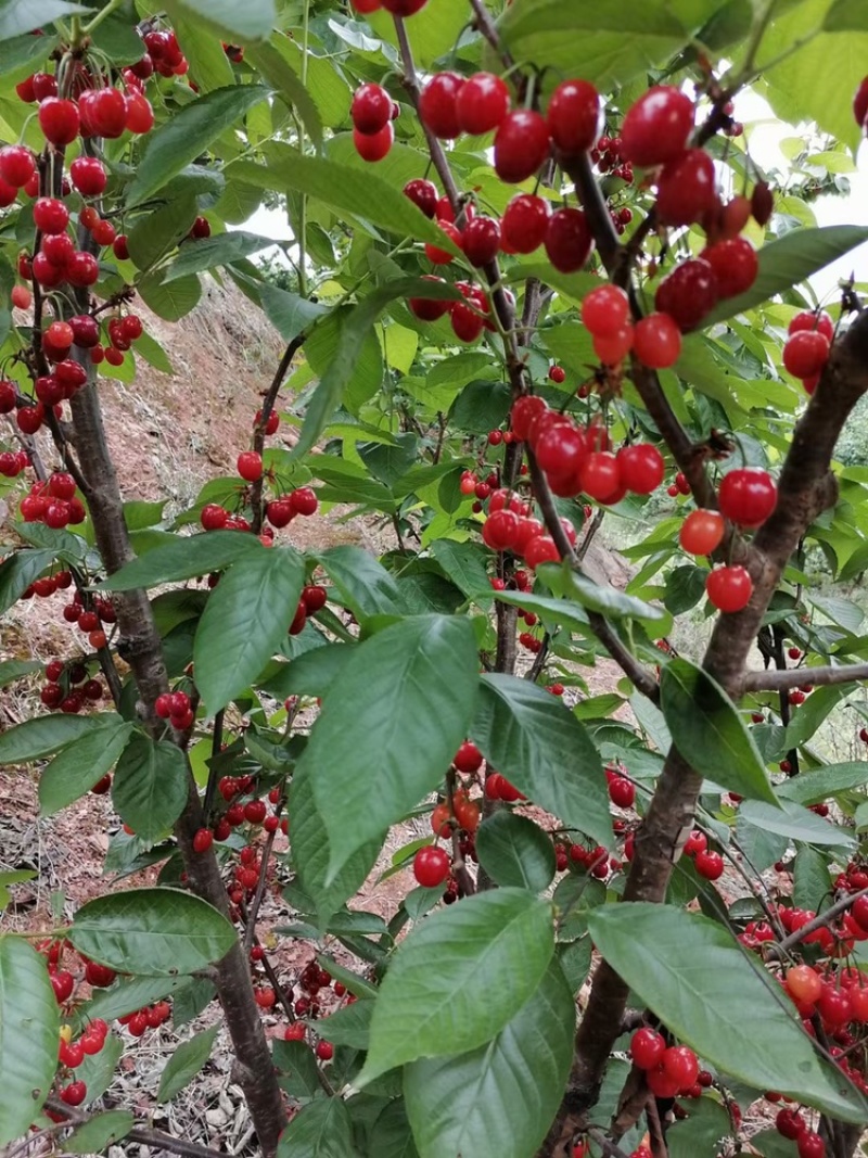 四川嫁接樱桃树苗黑珍珠乌皮红妃南北种植当年结果