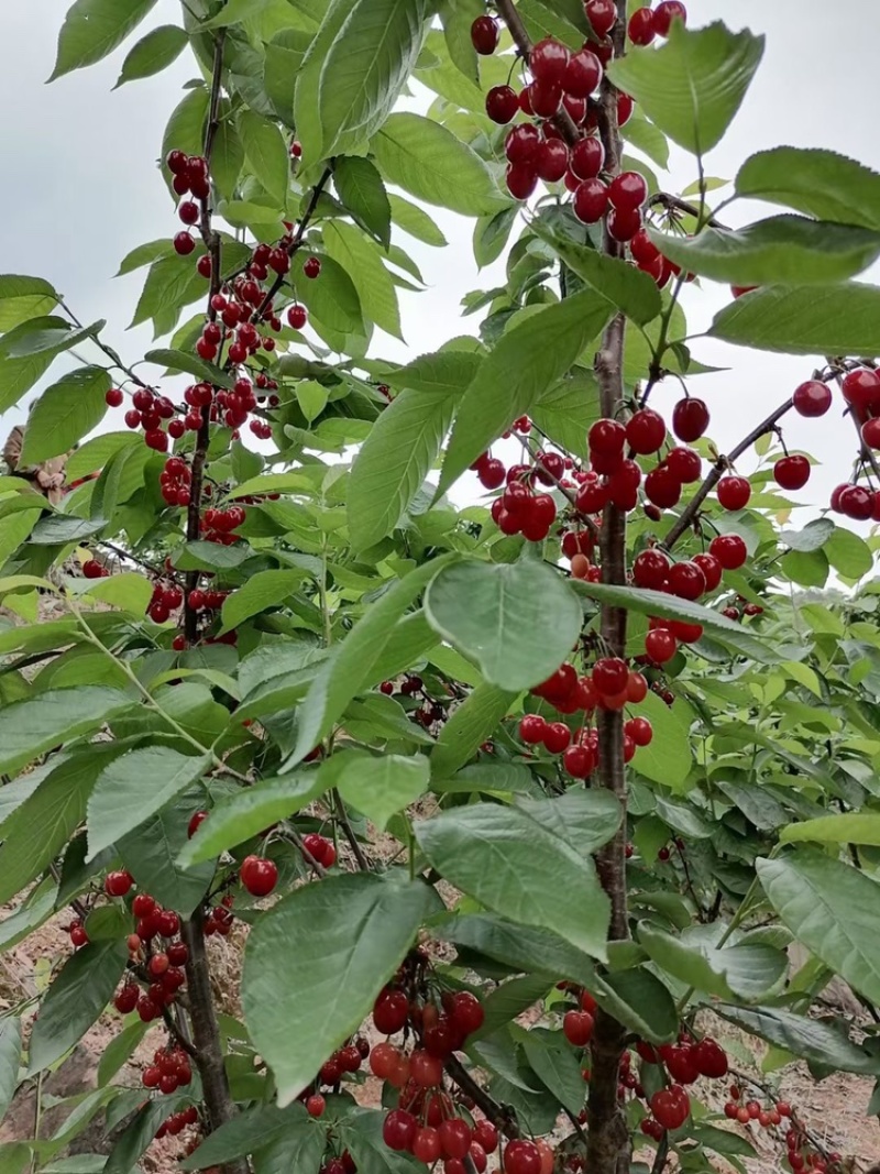 四川嫁接樱桃树苗黑珍珠乌皮红妃南北种植当年结果