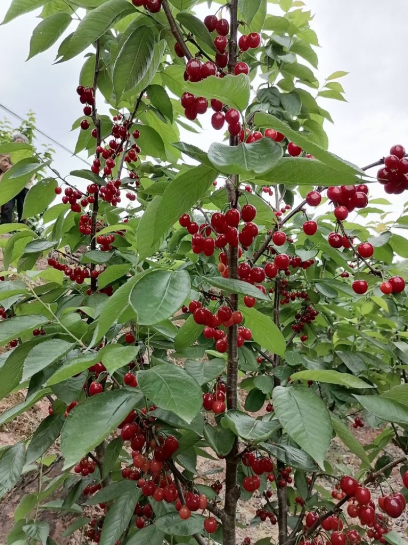 四川嫁接樱桃树苗黑珍珠乌皮红妃南北种植当年结果