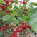 四川嫁接樱桃树苗黑珍珠乌皮红妃南北种植当年结果