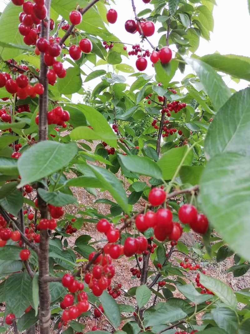 四川嫁接樱桃树苗黑珍珠乌皮红妃南北种植当年结果