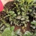 瓜子黄杨草花宿根植物水生植物大量上市，欢迎各位老板前来合